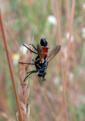 Cylindromyia brassicaria