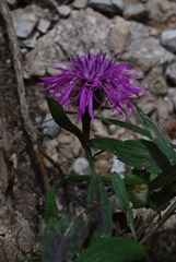 Centaurea rhaetica