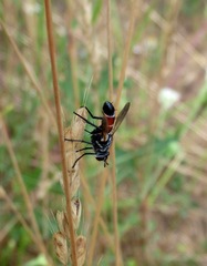 Cylindromyia brassicaria