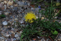 Centaurea rupestris