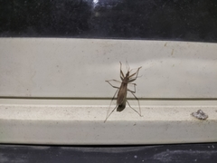 Sastrapada australica