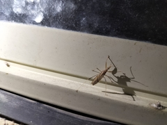 Sastrapada australica