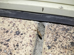 Sastrapada australica