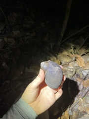 Hedleyella maconelli