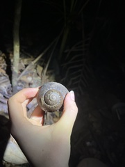 Hedleyella maconelli