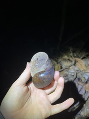 Hedleyella maconelli