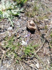 Linaria nigricans