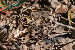 Algyroides fitzingeri