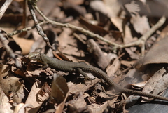 Algyroides fitzingeri