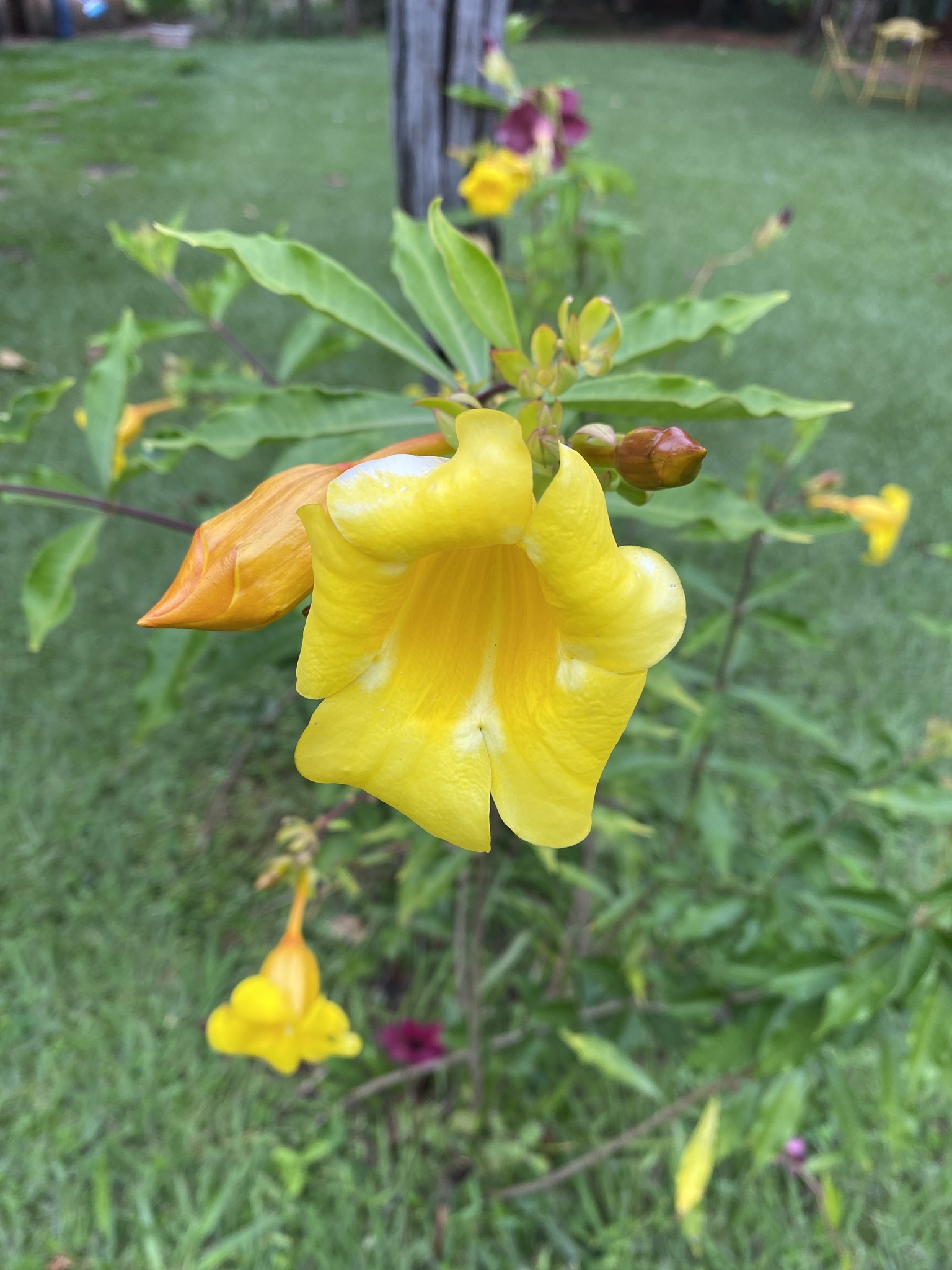 Allamanda cathartica