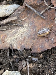 Armadillidium werneri
