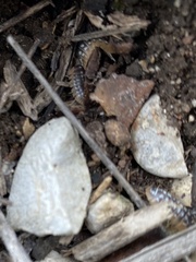 Armadillidium werneri