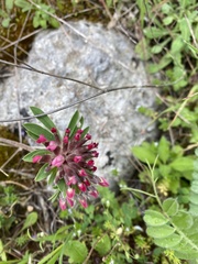 Anthyllis vulneraria rubriflora