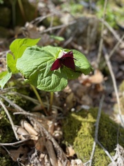 Trillium sulcatum