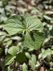 Trillium sulcatum