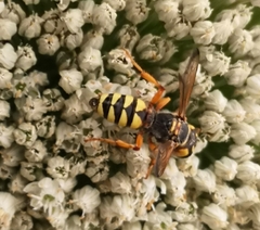 Cerceris tuberculata