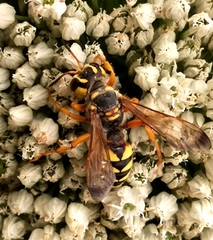 Cerceris tuberculata