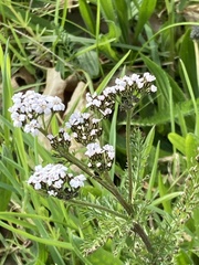 Achillea millefolium