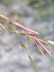 Eragrostis interrupta