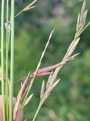 Eragrostis interrupta