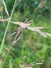 Eragrostis interrupta