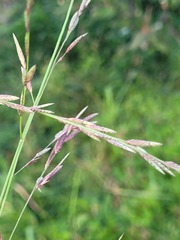 Eragrostis interrupta