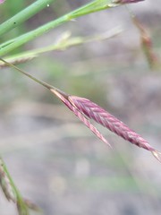 Eragrostis interrupta