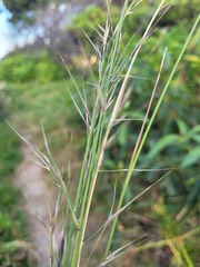 Aristida benthamii benthamii