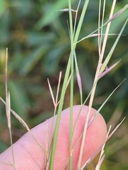 Aristida benthamii benthamii