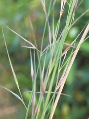 Aristida benthamii benthamii
