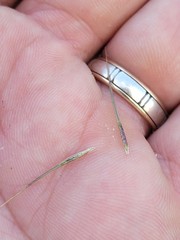 Aristida benthamii benthamii