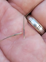 Aristida benthamii benthamii