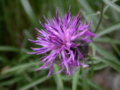 Centaurea scabiosa grinensis