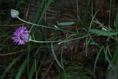 Centaurea scabiosa grinensis