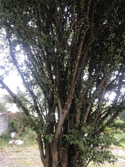 Plinia cauliflora