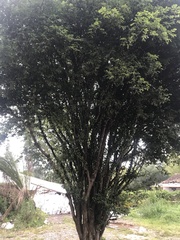 Plinia cauliflora