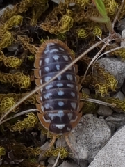 Armadillidium werneri
