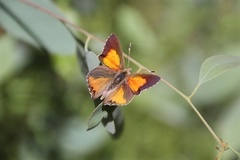 Paralucia pyrodiscus