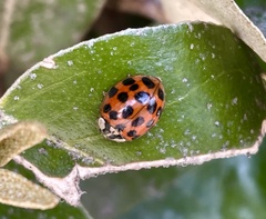 Harmonia axyridis
