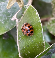 Harmonia axyridis