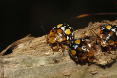 Chinavia marginata