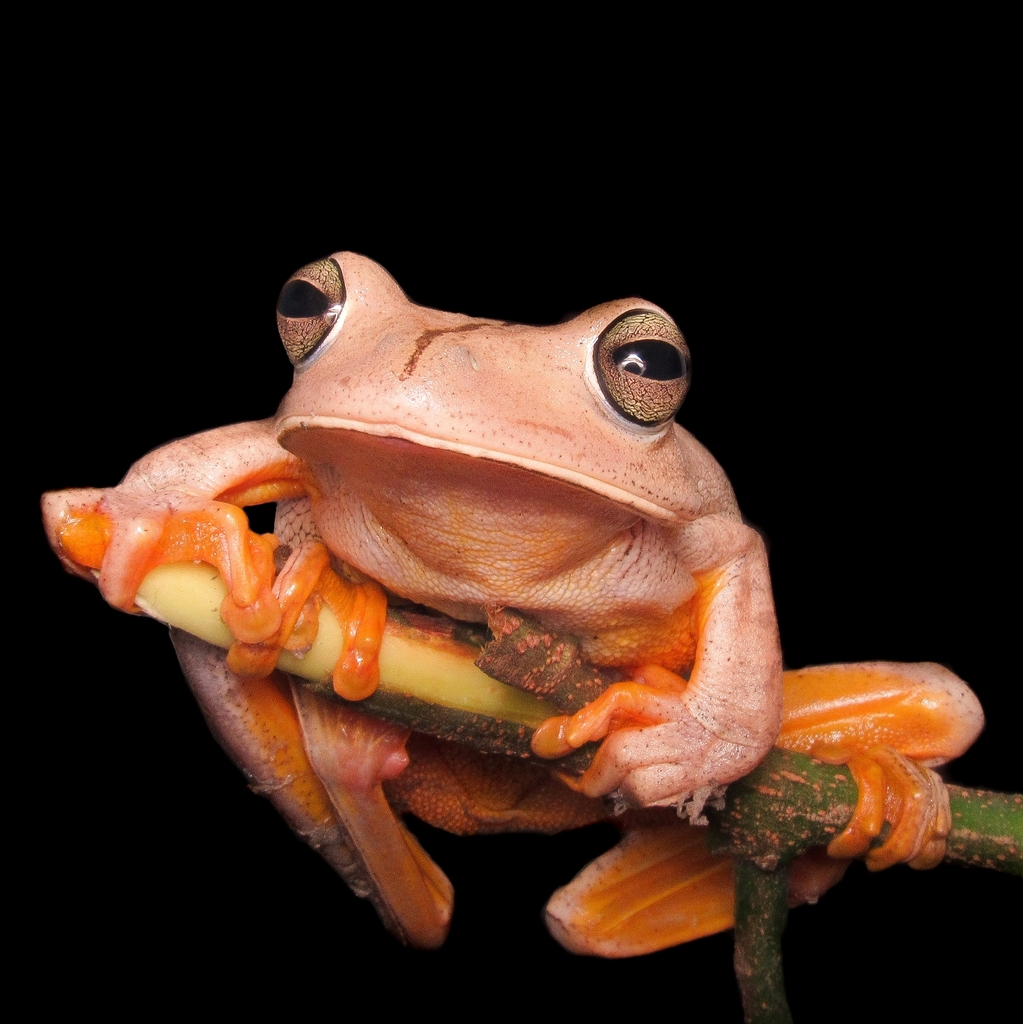 Blacksmith Tree Frog