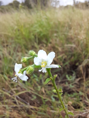 Tiny White Wild Hibiscus