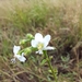 Tiny White Wild Hibiscus - Photo (c) Brenden Pienaar, some rights reserved (CC BY-NC), uploaded by Brenden Pienaar