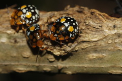 Chinavia marginata