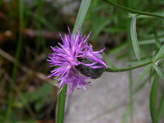 Centaurea scabiosa grinensis