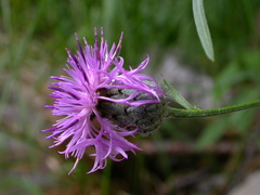 Centaurea scabiosa grinensis