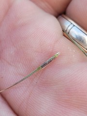 Aristida benthamii benthamii
