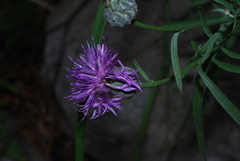 Centaurea scabiosa grinensis