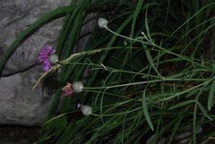 Centaurea scabiosa grinensis
